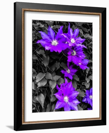 Purple and Grey Clematis-Heidi Bannon-Framed Photo