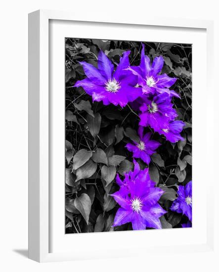 Purple and Grey Clematis-Heidi Bannon-Framed Photo