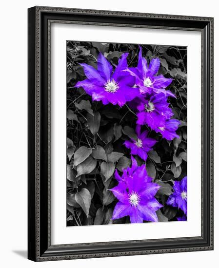 Purple and Grey Clematis-Heidi Bannon-Framed Photo