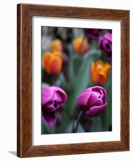 Purple and Orange Tulips-Katano Nicole-Framed Photo