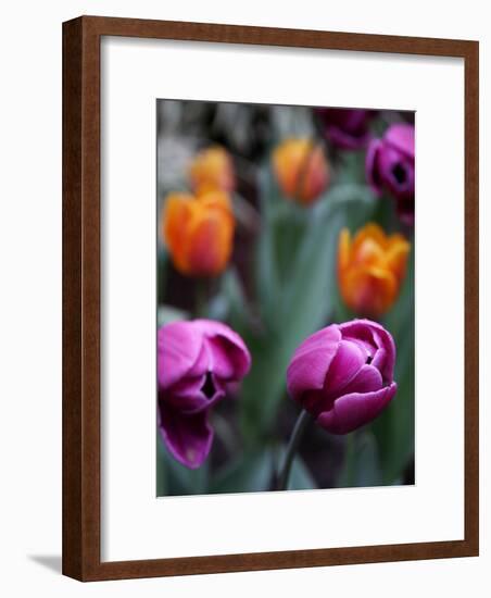 Purple and Orange Tulips-Katano Nicole-Framed Photo
