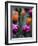 Purple and Orange Tulips-Katano Nicole-Framed Photo