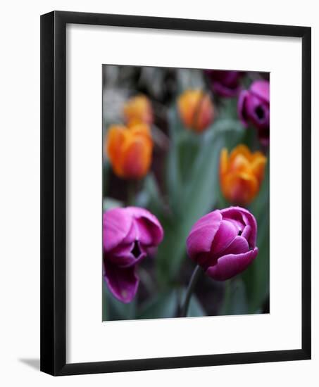 Purple and Orange Tulips-Katano Nicole-Framed Photo