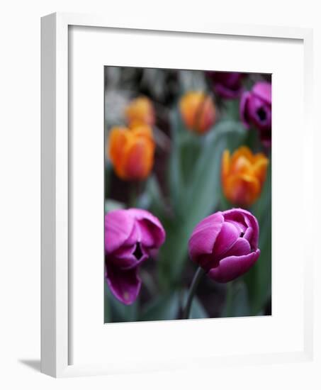 Purple and Orange Tulips-Katano Nicole-Framed Photo