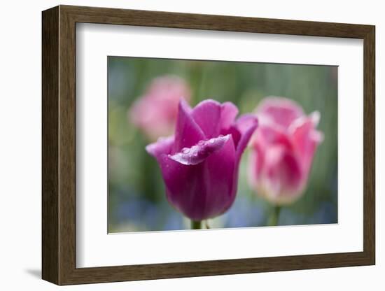 Purple and Pink Tulips with Raindrops-Brigitte Protzel-Framed Photographic Print