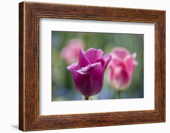 Purple and Pink Tulips with Raindrops-Brigitte Protzel-Framed Photographic Print