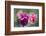 Purple and Pink Tulips with Raindrops-Brigitte Protzel-Framed Photographic Print