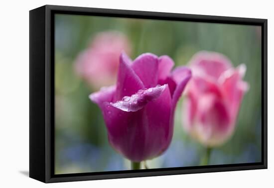 Purple and Pink Tulips with Raindrops-Brigitte Protzel-Framed Premier Image Canvas