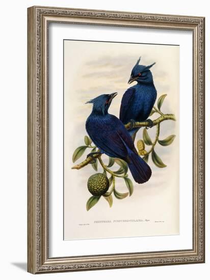 Purple and Violet Manucode-null-Framed Giclee Print