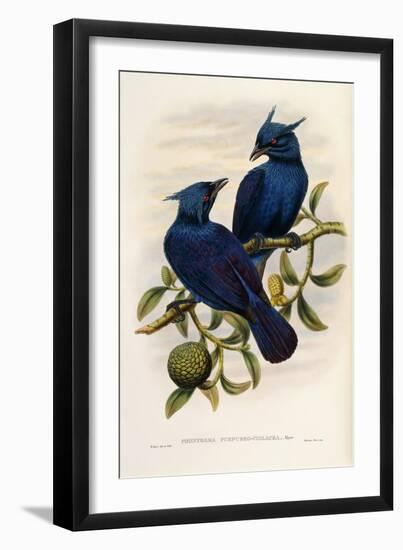 Purple and Violet Manucode-null-Framed Giclee Print