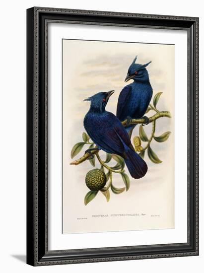 Purple and Violet Manucode-null-Framed Giclee Print