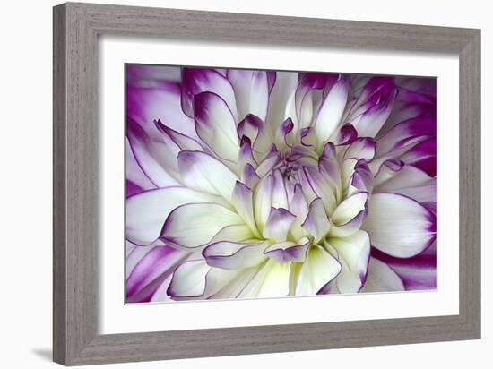 Purple and White Dahlia-George Johnson-Framed Photographic Print