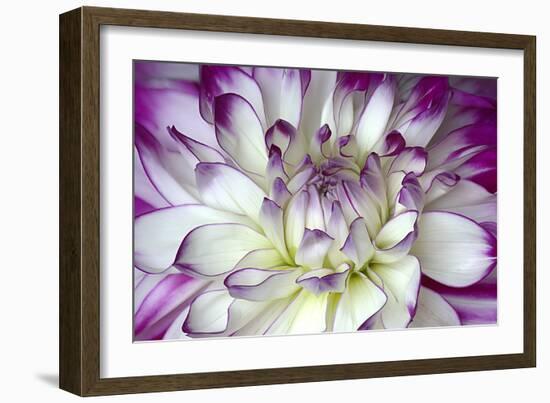 Purple and White Dahlia-George Johnson-Framed Photographic Print