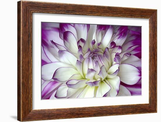 Purple and White Dahlia-George Johnson-Framed Photographic Print