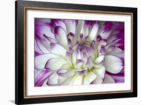 Purple and White Dahlia-George Johnson-Framed Photographic Print