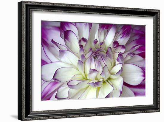 Purple and White Dahlia-George Johnson-Framed Photographic Print