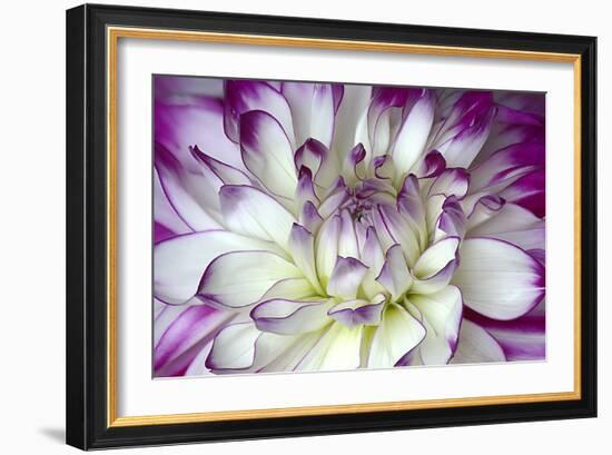 Purple and White Dahlia-George Johnson-Framed Photographic Print