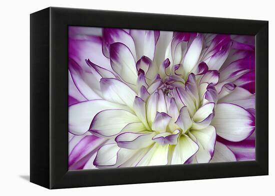 Purple and White Dahlia-George Johnson-Framed Premier Image Canvas