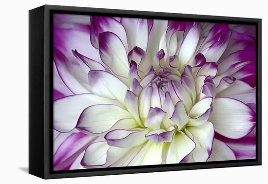 Purple and White Dahlia-George Johnson-Framed Premier Image Canvas