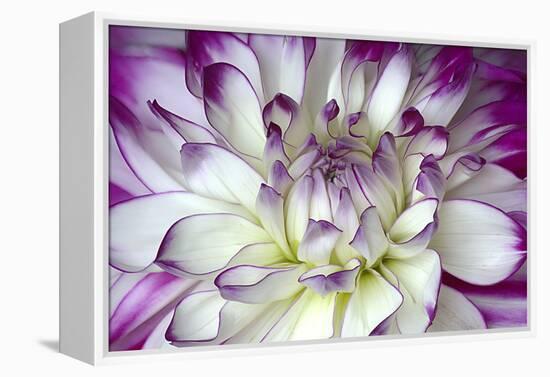 Purple and White Dahlia-George Johnson-Framed Premier Image Canvas