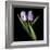 Purple And White Tulips-Magda Indigo-Framed Photographic Print