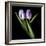 Purple And White Tulips-Magda Indigo-Framed Photographic Print