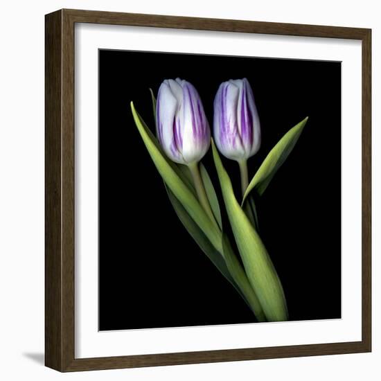 Purple And White Tulips-Magda Indigo-Framed Photographic Print