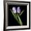 Purple And White Tulips-Magda Indigo-Framed Photographic Print