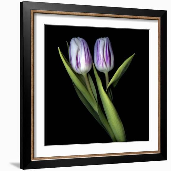 Purple And White Tulips-Magda Indigo-Framed Photographic Print