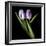 Purple And White Tulips-Magda Indigo-Framed Photographic Print