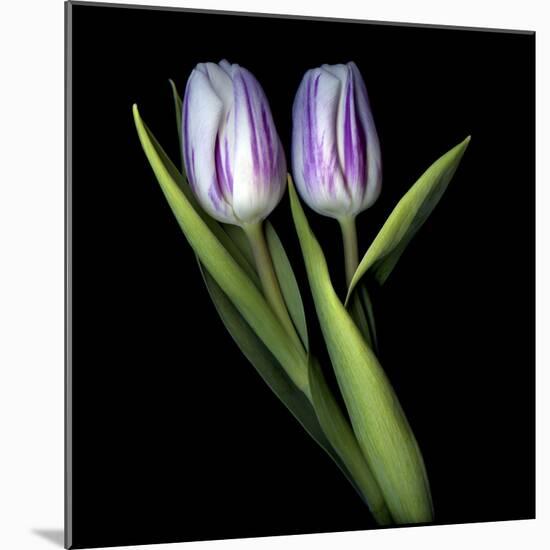 Purple And White Tulips-Magda Indigo-Mounted Photographic Print