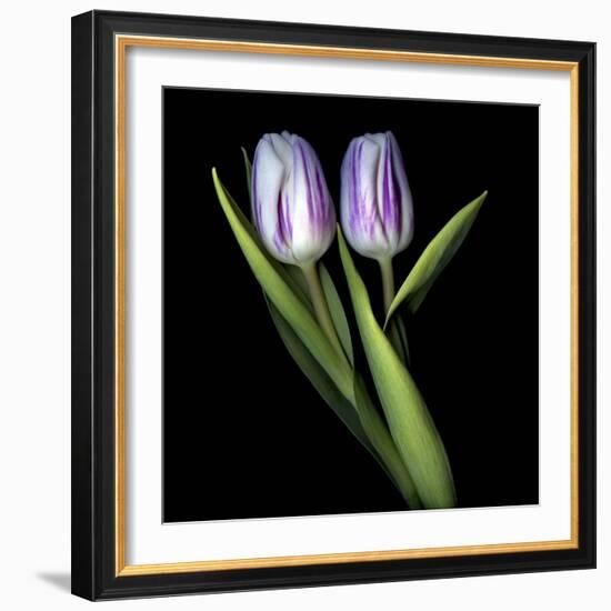 Purple And White Tulips-Magda Indigo-Framed Photographic Print