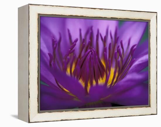 Purple and Yellow Lotus Flower, Bangkok, Thailand-Merrill Images-Framed Premier Image Canvas
