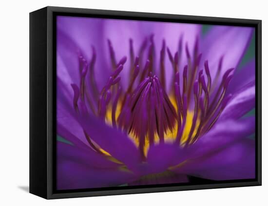 Purple and Yellow Lotus Flower, Bangkok, Thailand-Merrill Images-Framed Premier Image Canvas