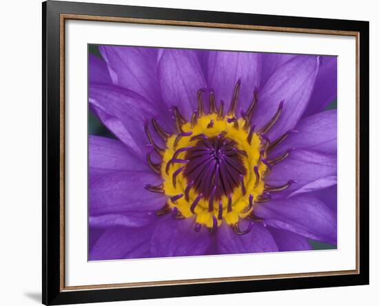 Purple and Yellow Lotus Flower, Bangkok, Thailand-Merrill Images-Framed Photographic Print