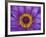 Purple and Yellow Lotus Flower, Bangkok, Thailand-Merrill Images-Framed Photographic Print