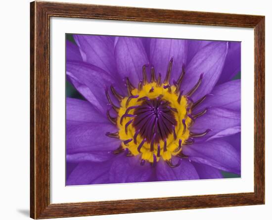 Purple and Yellow Lotus Flower, Bangkok, Thailand-Merrill Images-Framed Photographic Print