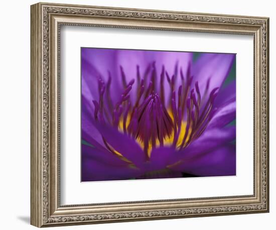 Purple and Yellow Lotus Flower, Bangkok, Thailand-Merrill Images-Framed Photographic Print