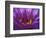 Purple and Yellow Lotus Flower, Bangkok, Thailand-Merrill Images-Framed Photographic Print