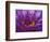 Purple and Yellow Lotus Flower, Bangkok, Thailand-Merrill Images-Framed Photographic Print