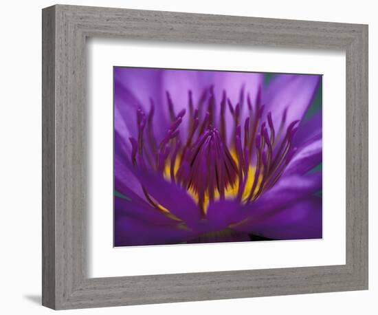 Purple and Yellow Lotus Flower, Bangkok, Thailand-Merrill Images-Framed Photographic Print