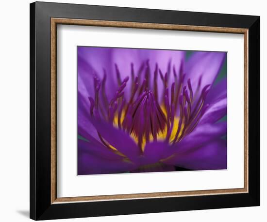 Purple and Yellow Lotus Flower, Bangkok, Thailand-Merrill Images-Framed Photographic Print