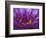 Purple and Yellow Lotus Flower, Bangkok, Thailand-Merrill Images-Framed Photographic Print