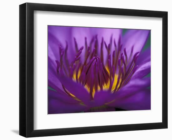 Purple and Yellow Lotus Flower, Bangkok, Thailand-Merrill Images-Framed Photographic Print