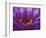 Purple and Yellow Lotus Flower, Bangkok, Thailand-Merrill Images-Framed Photographic Print