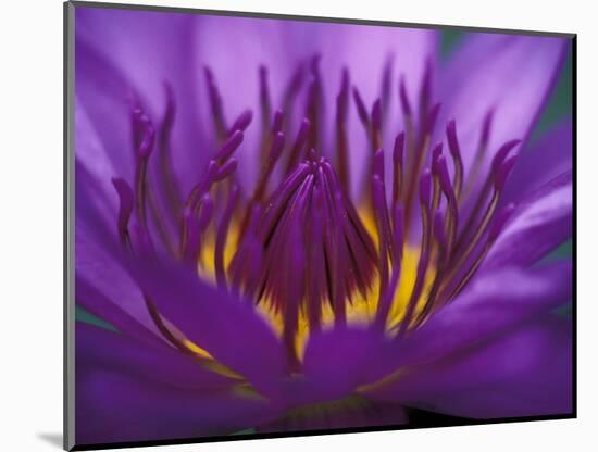 Purple and Yellow Lotus Flower, Bangkok, Thailand-Merrill Images-Mounted Photographic Print