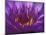 Purple and Yellow Lotus Flower, Bangkok, Thailand-Merrill Images-Mounted Photographic Print