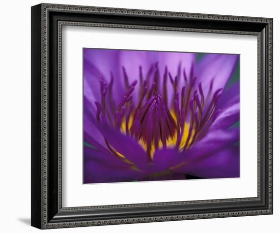 Purple and Yellow Lotus Flower, Bangkok, Thailand-Merrill Images-Framed Photographic Print