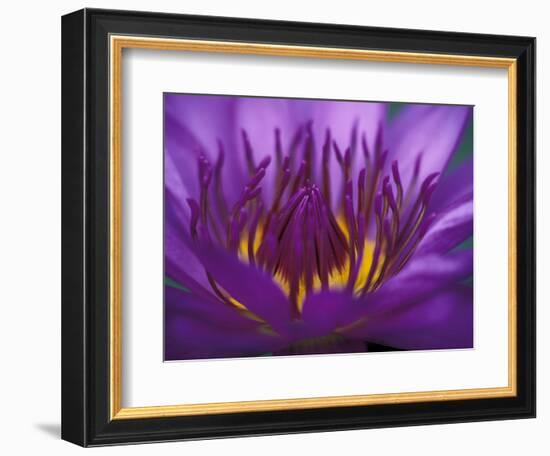 Purple and Yellow Lotus Flower, Bangkok, Thailand-Merrill Images-Framed Photographic Print