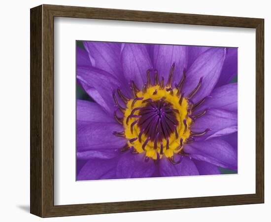 Purple and Yellow Lotus Flower, Bangkok, Thailand-Merrill Images-Framed Photographic Print